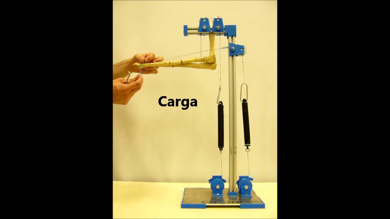 Biomecánica